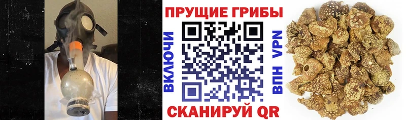 KRAKEN как войти  Нытва  Псилоцибиновые грибы мицелий  наркотики 